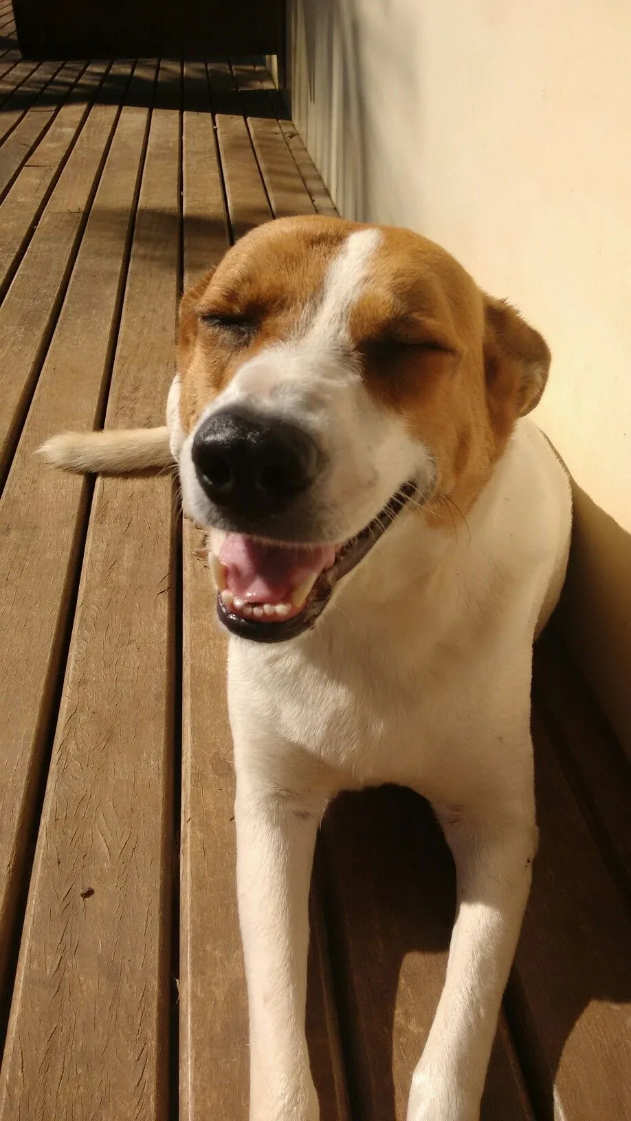 Pet do Rodrigo