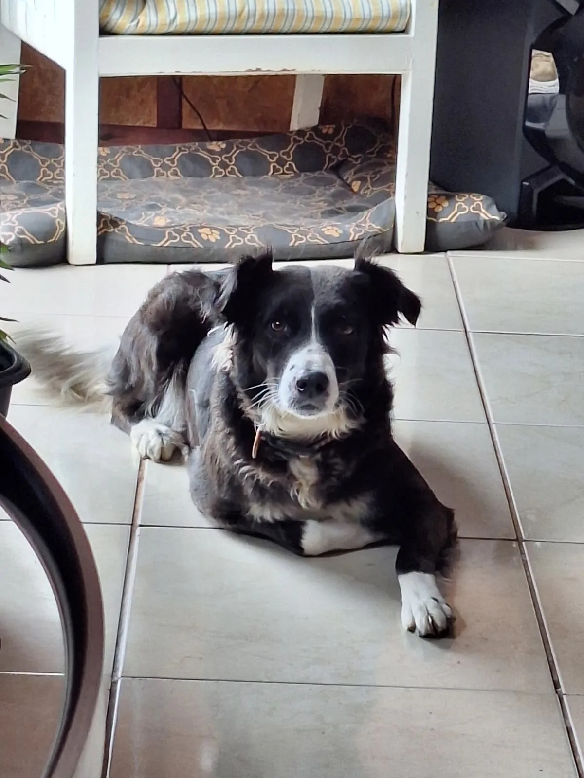 Pet da Larissa